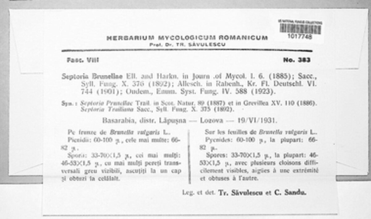 Septoria brunellae image